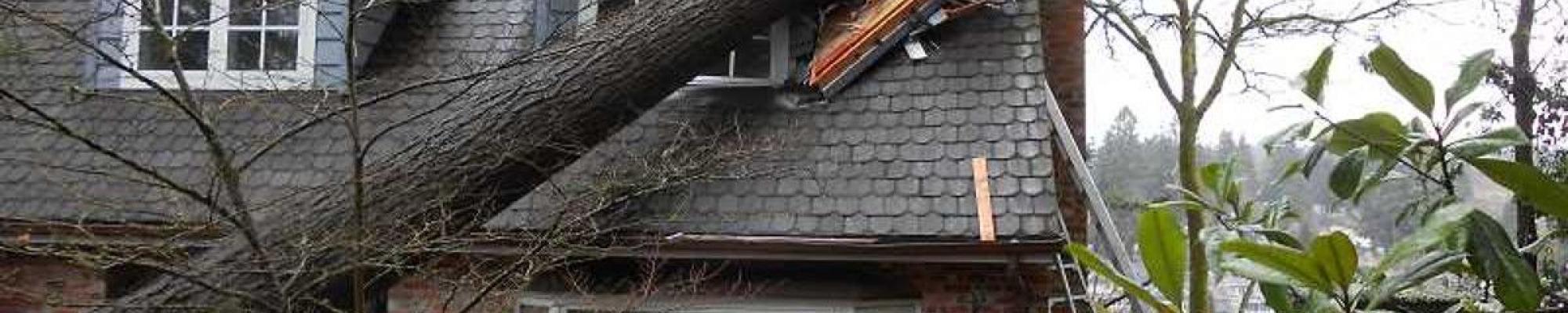 GreenTops - Tree Hazard Assessment Image