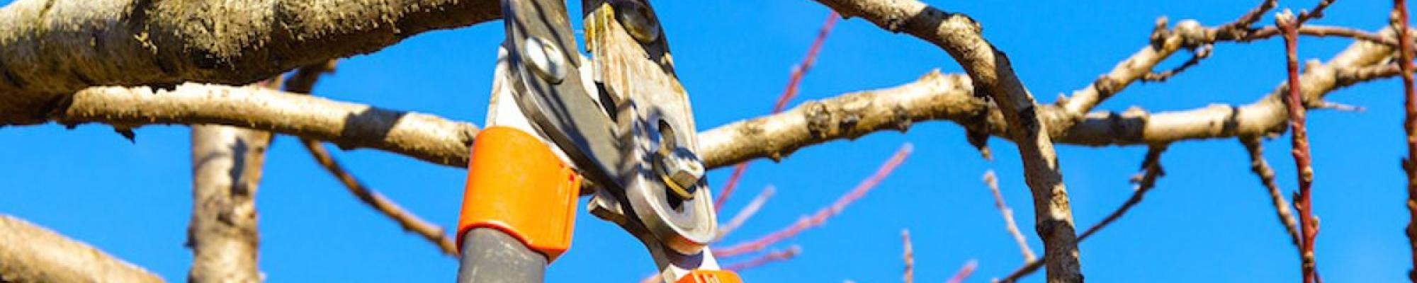 GreenTops - Tree Trimming Image