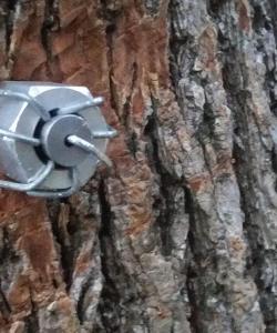 Green Tops - Tree Cabling Image