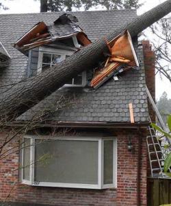GreenTops - Tree Hazard Assessment Image