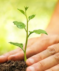 GreenTops - Tree Planting Image