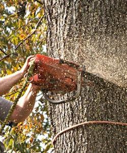 GreenTops - Tree Removal Image