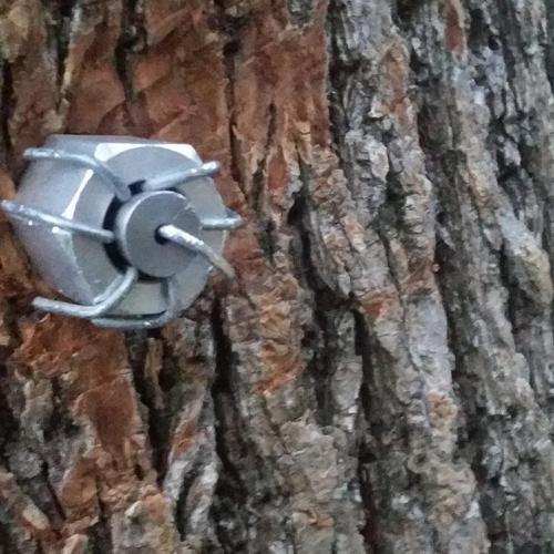 Green Tops - Tree Cabling Image