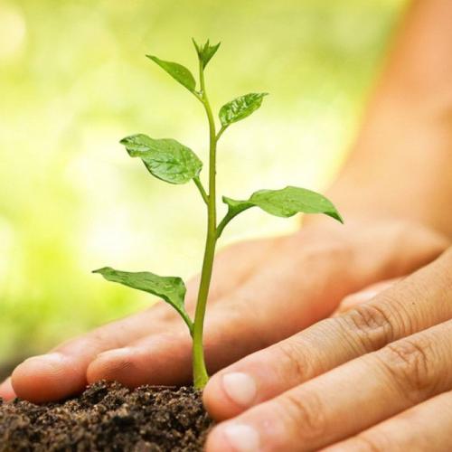 GreenTops - Tree Planting Image