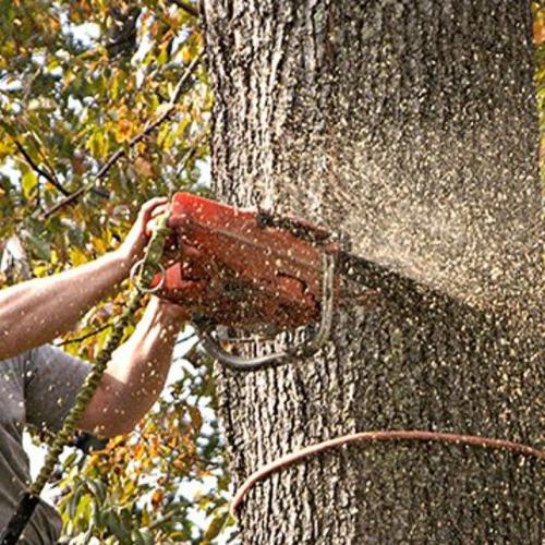 GreenTops - Tree Removal Image