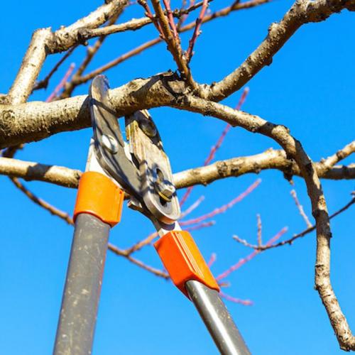 GreenTops - Tree Trimming Image